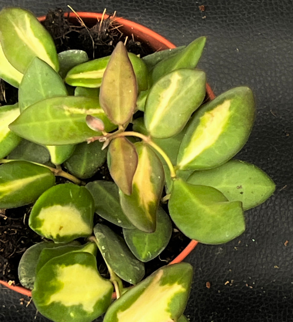 Miniatura: HOYA DS70