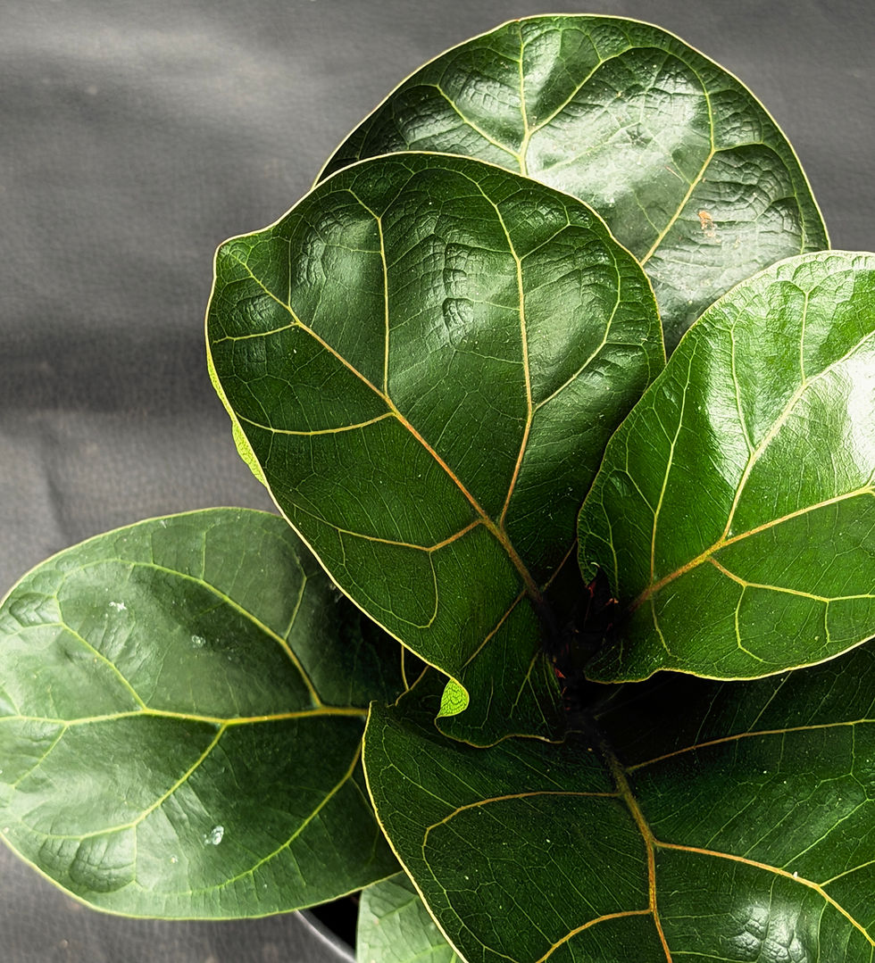 Miniatura: FICUS LYRATA BAMBINO