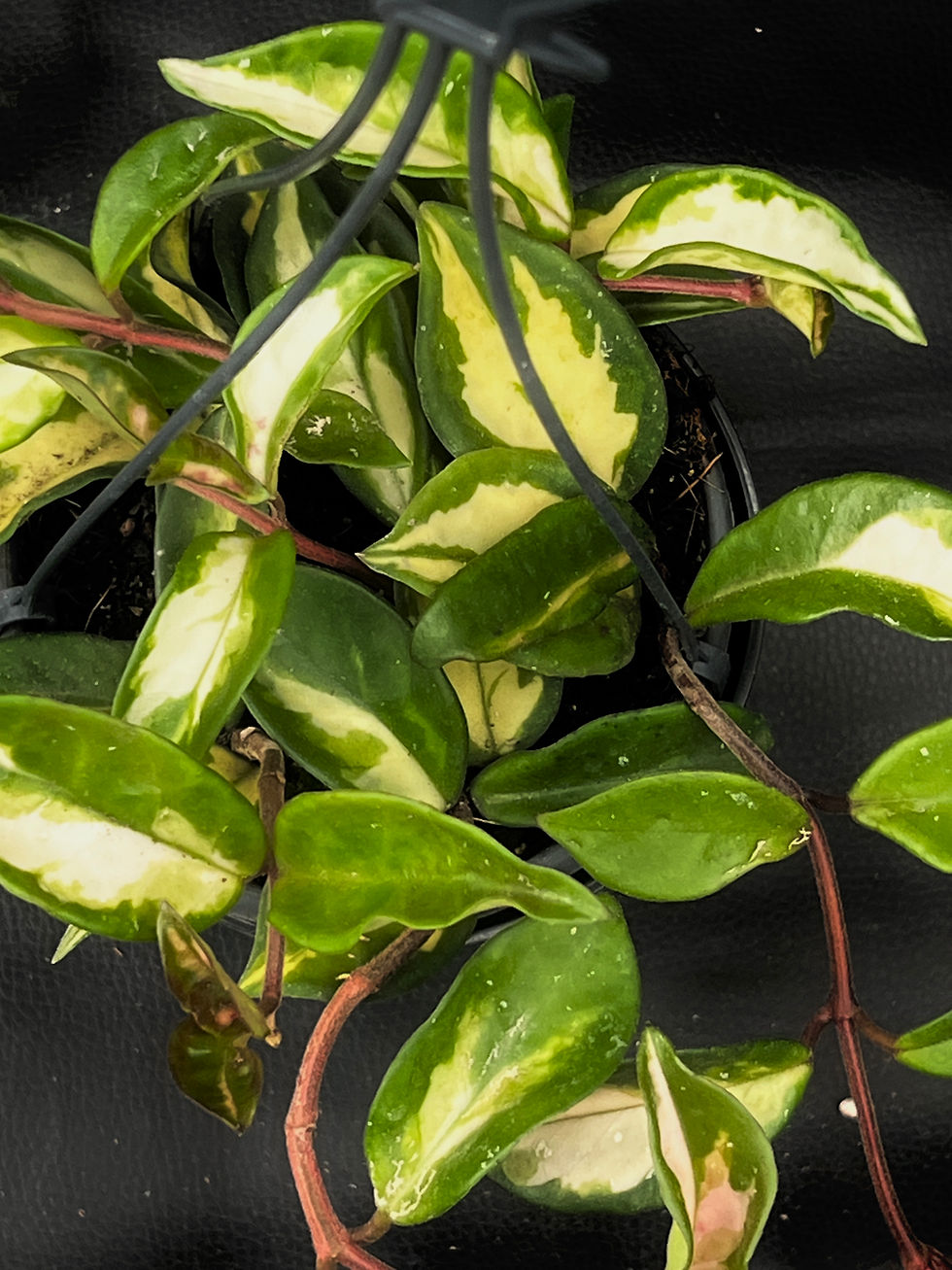 Miniatura: HOYA CARNOSA TRICOLOR LARGE BASKET