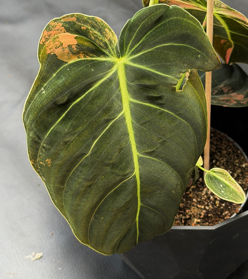 Miniatura: PHILODENDRON MELANOCRYSUM VARIEGATED 9