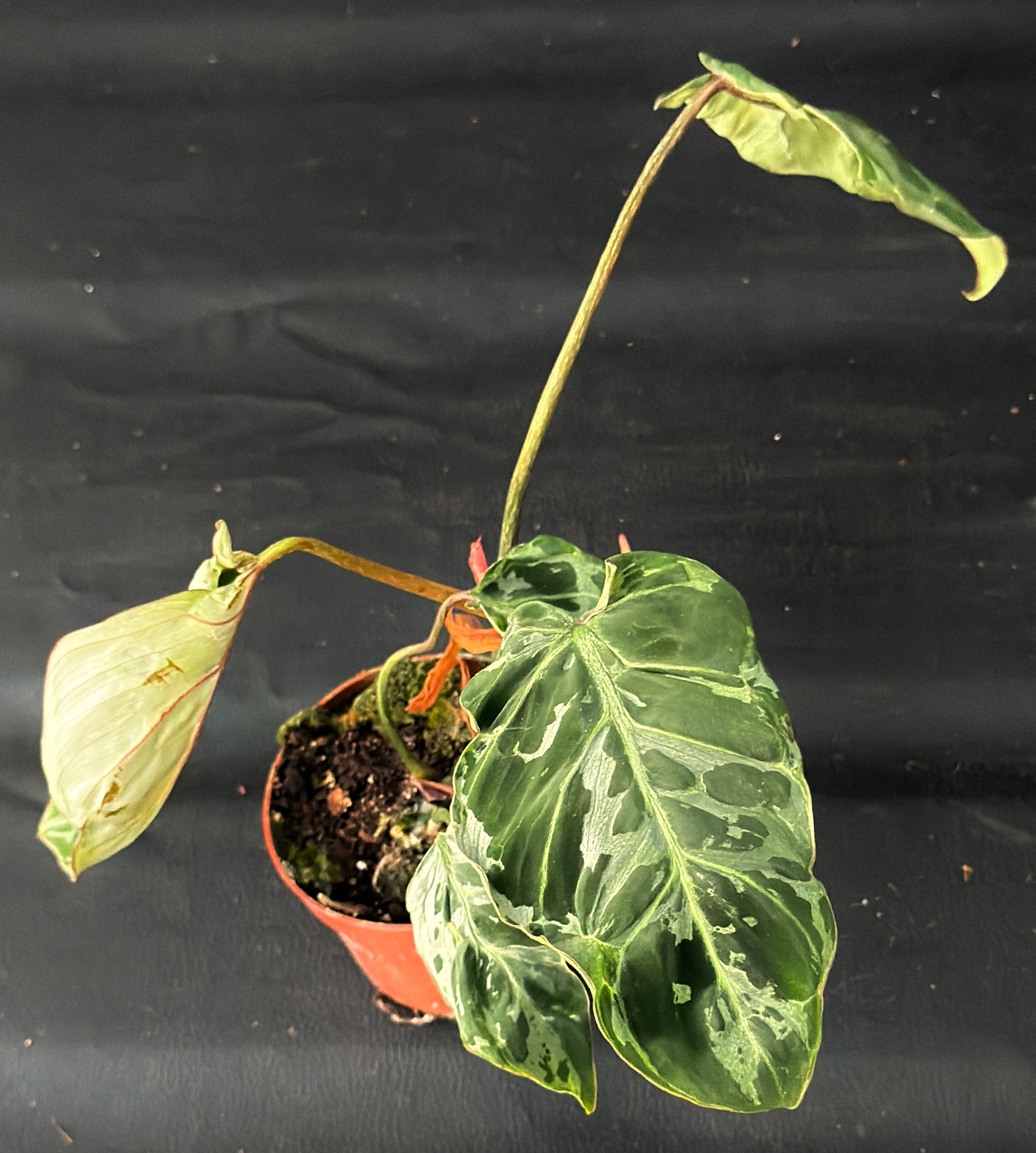 PHILODENDRON GLORIOSUM SNOW LEOPARD 3