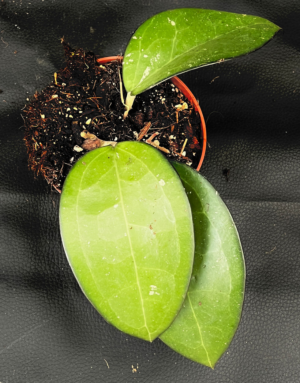 Miniatura: HOYA sp MALANG