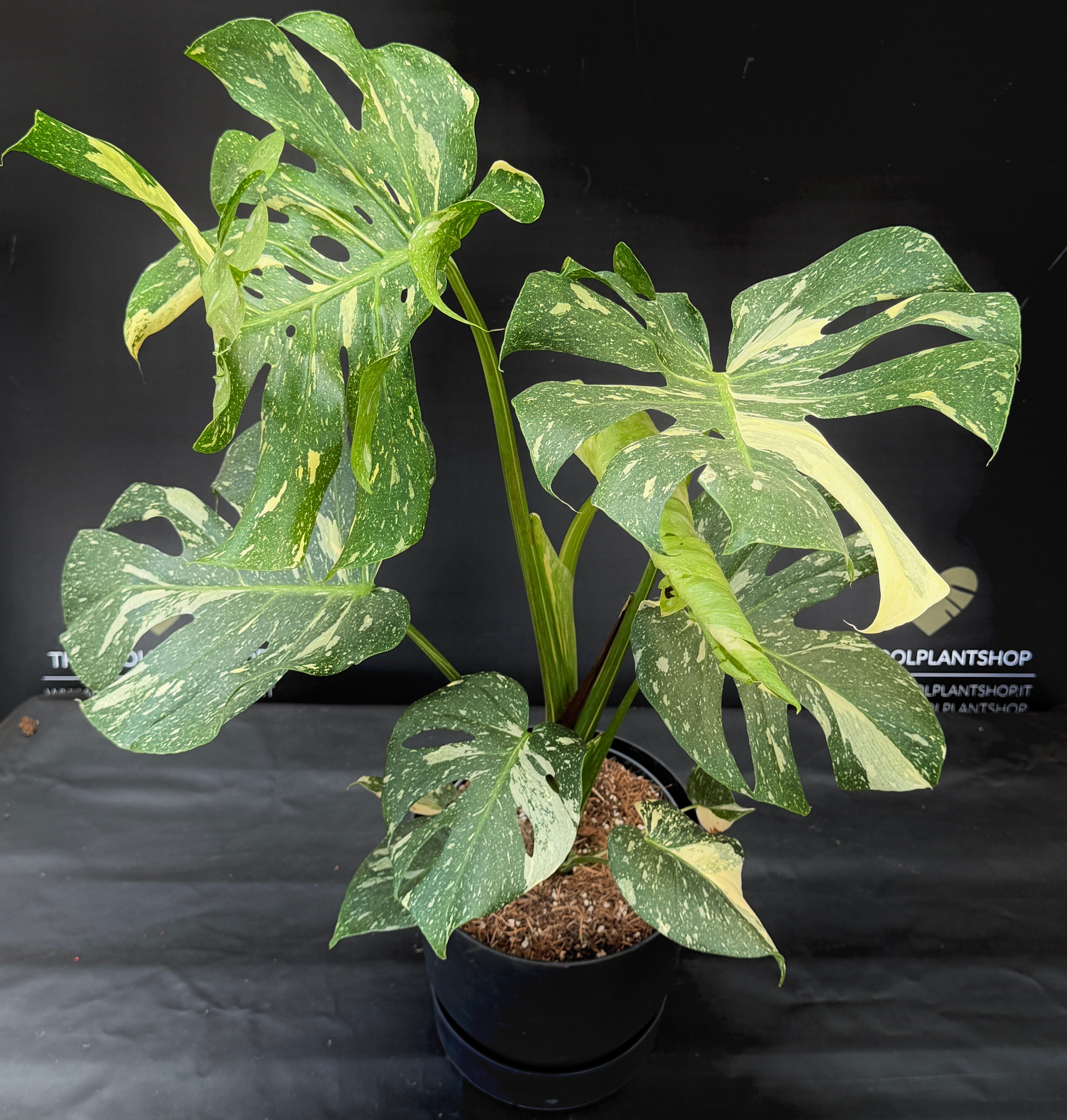 MONSTERA THAI CONSTELLATION GIANT 2