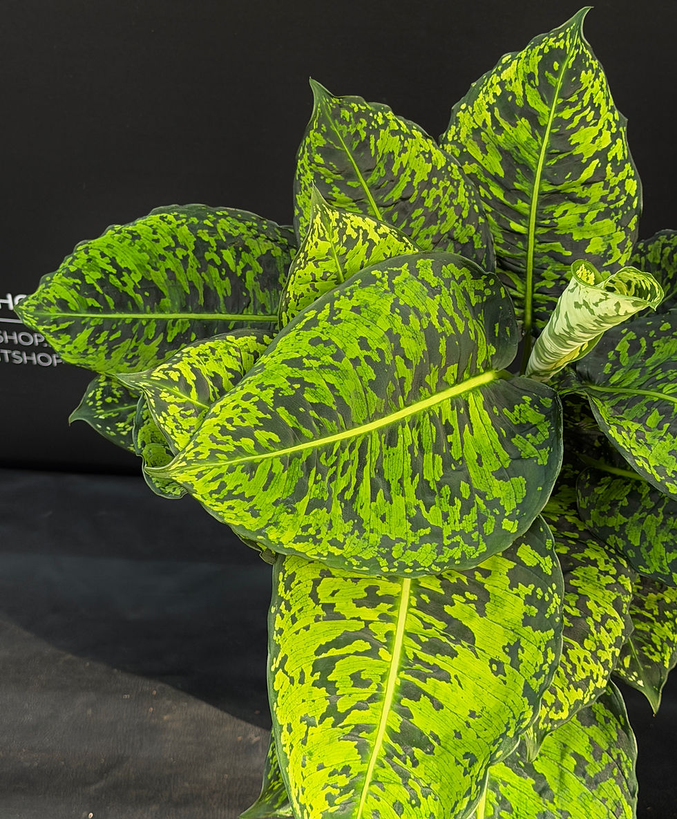Miniatura: DIEFFENBACHIA REFLECTOR XL