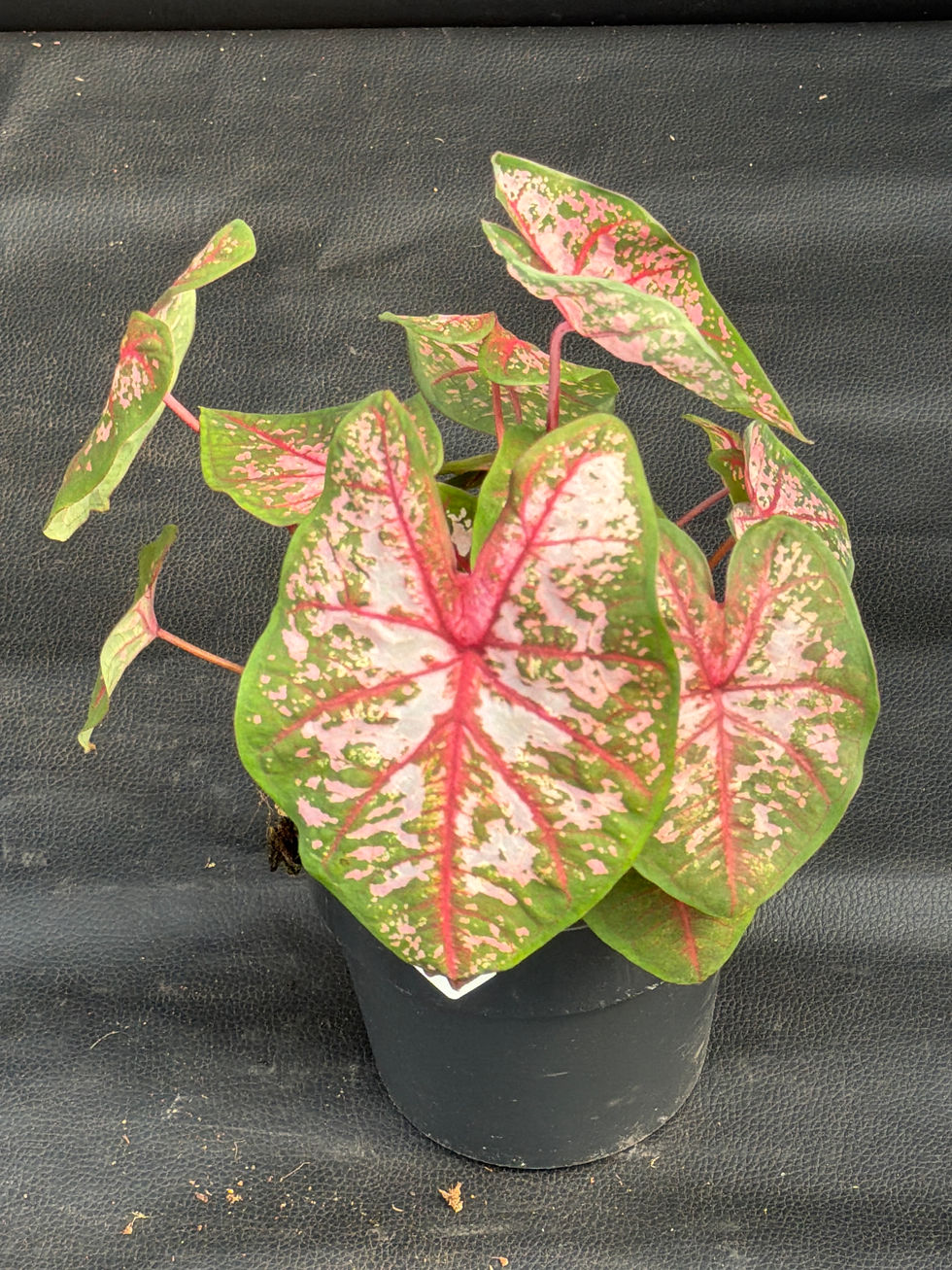 Miniatura: CALADIUM CAROLYN WHORTON