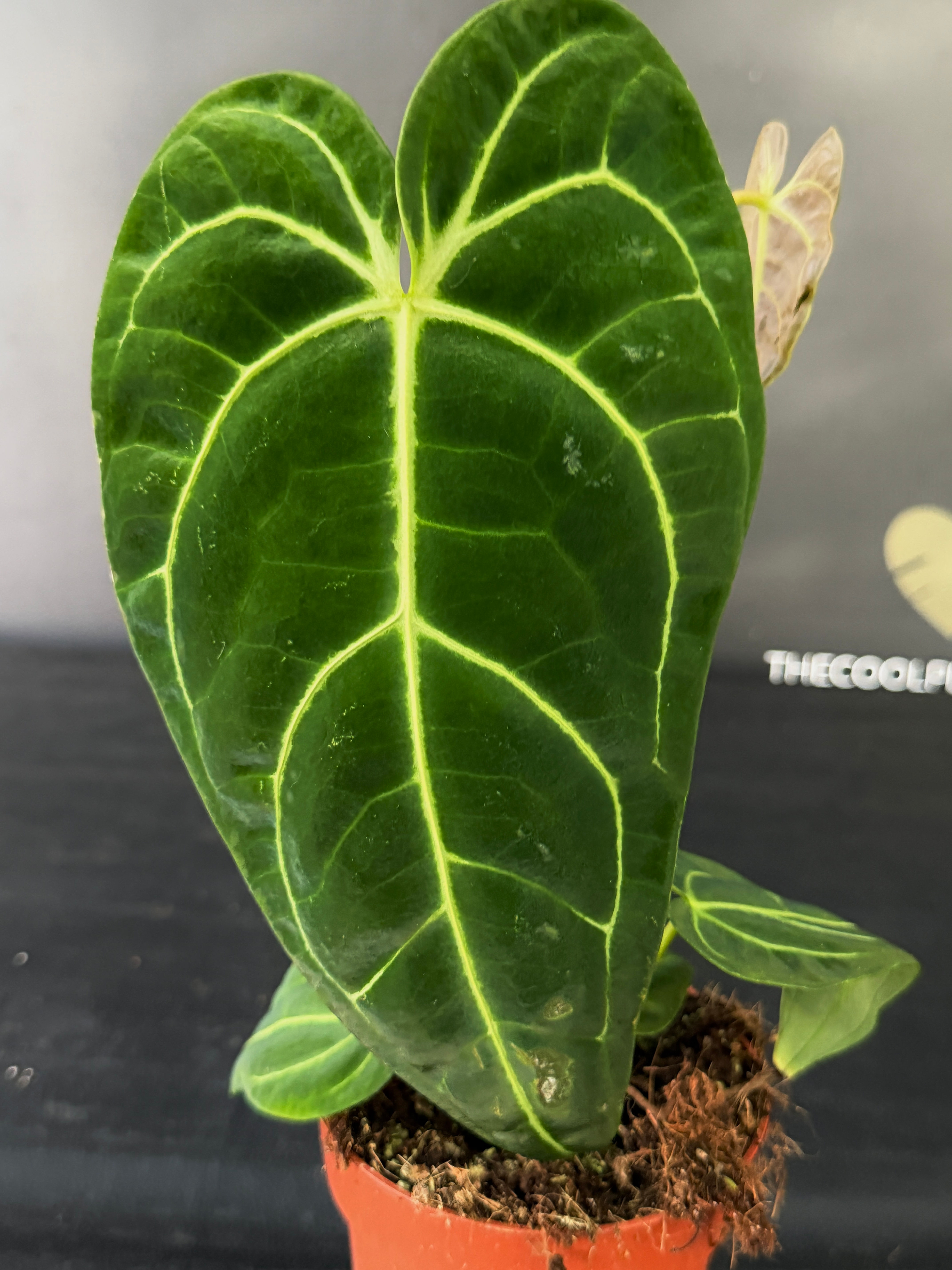 ANTHURIUM REGALE