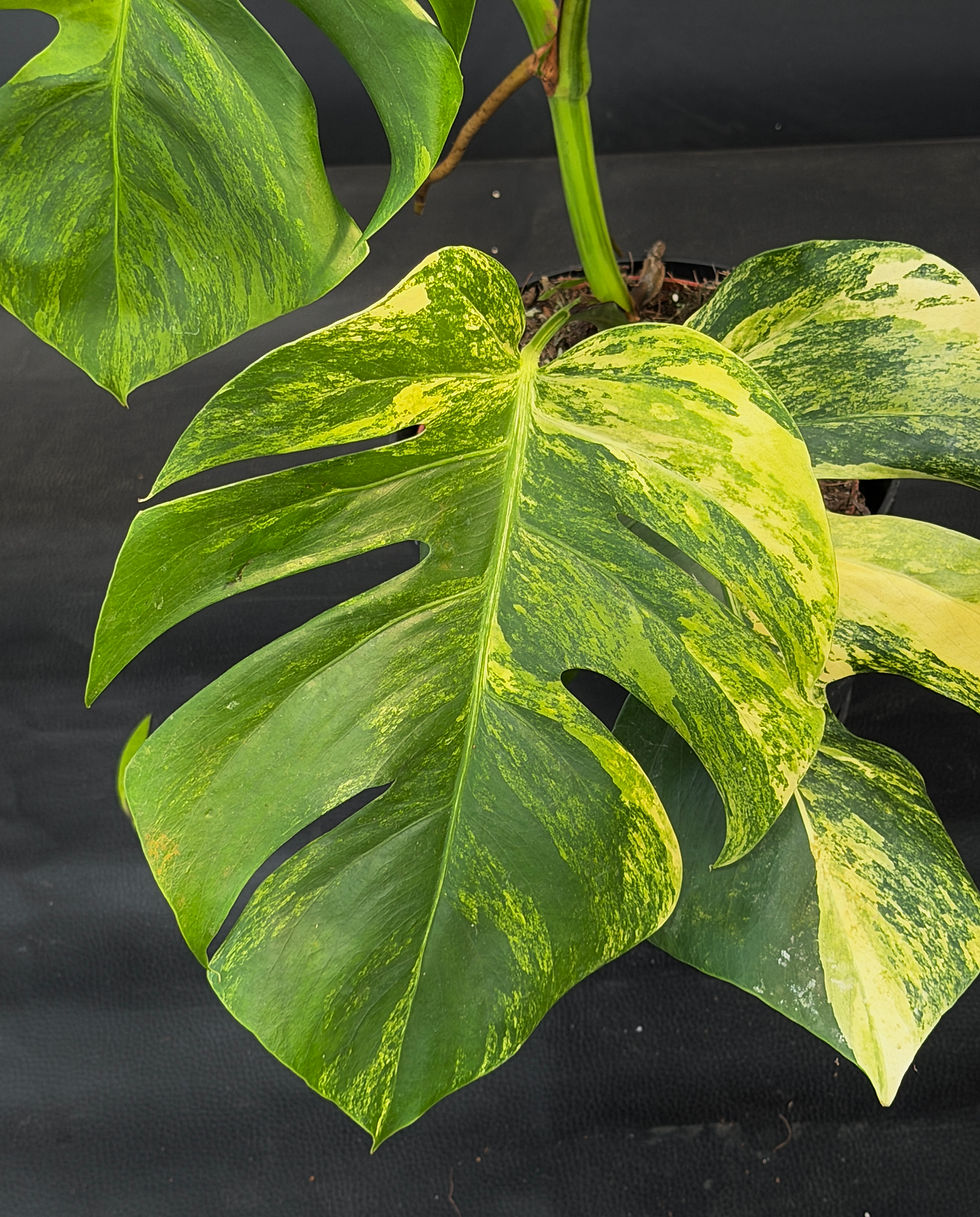 Miniatura: MONSTERA AUREA XL7