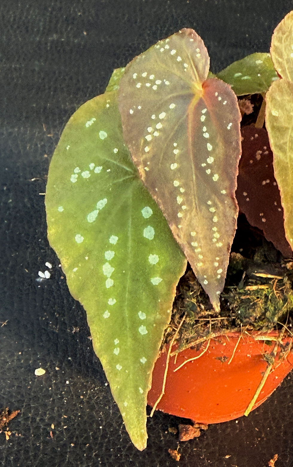 Miniatura: BEGONIA PANDORA