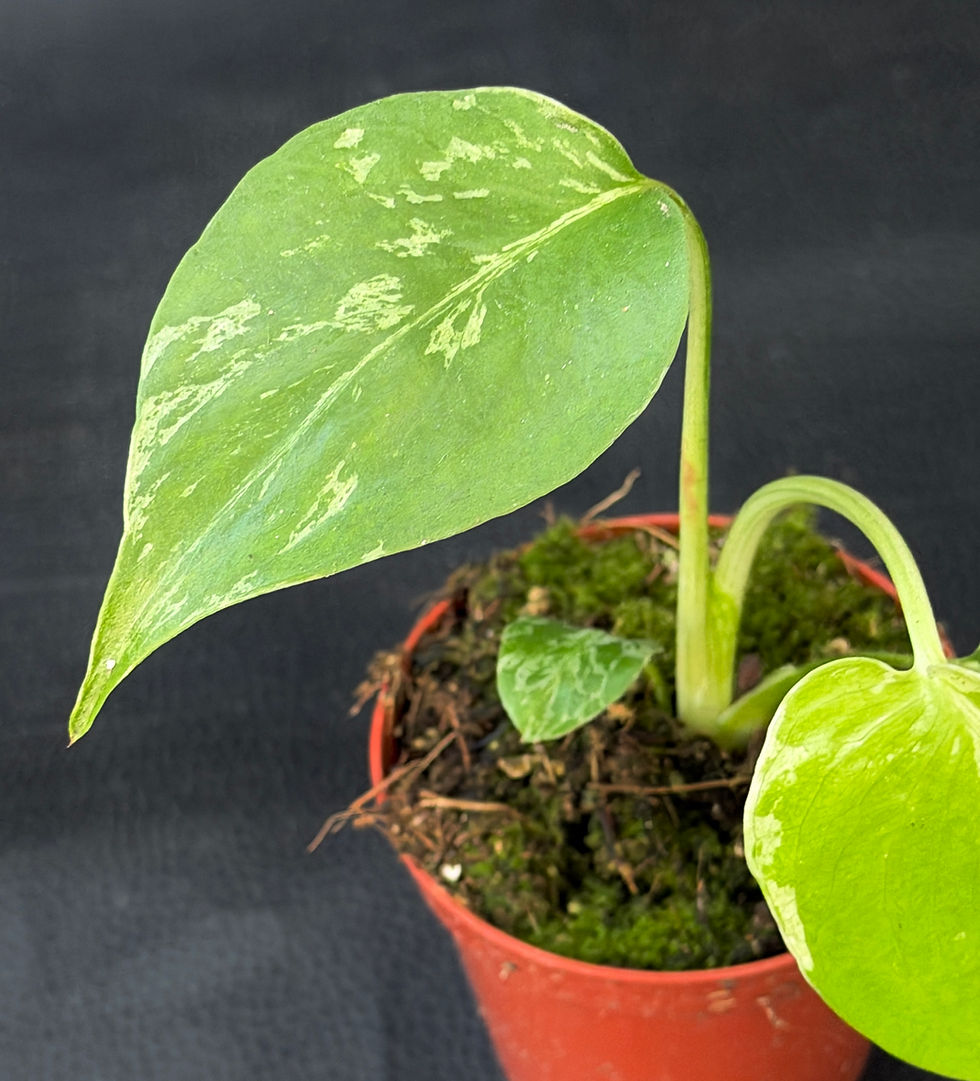 Miniatura: MONSTERA BULBASAUR SMALL 9