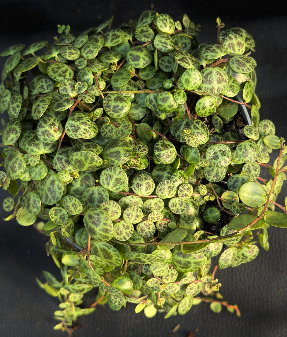Miniatura: PEPEROMIA PROSTRATA
