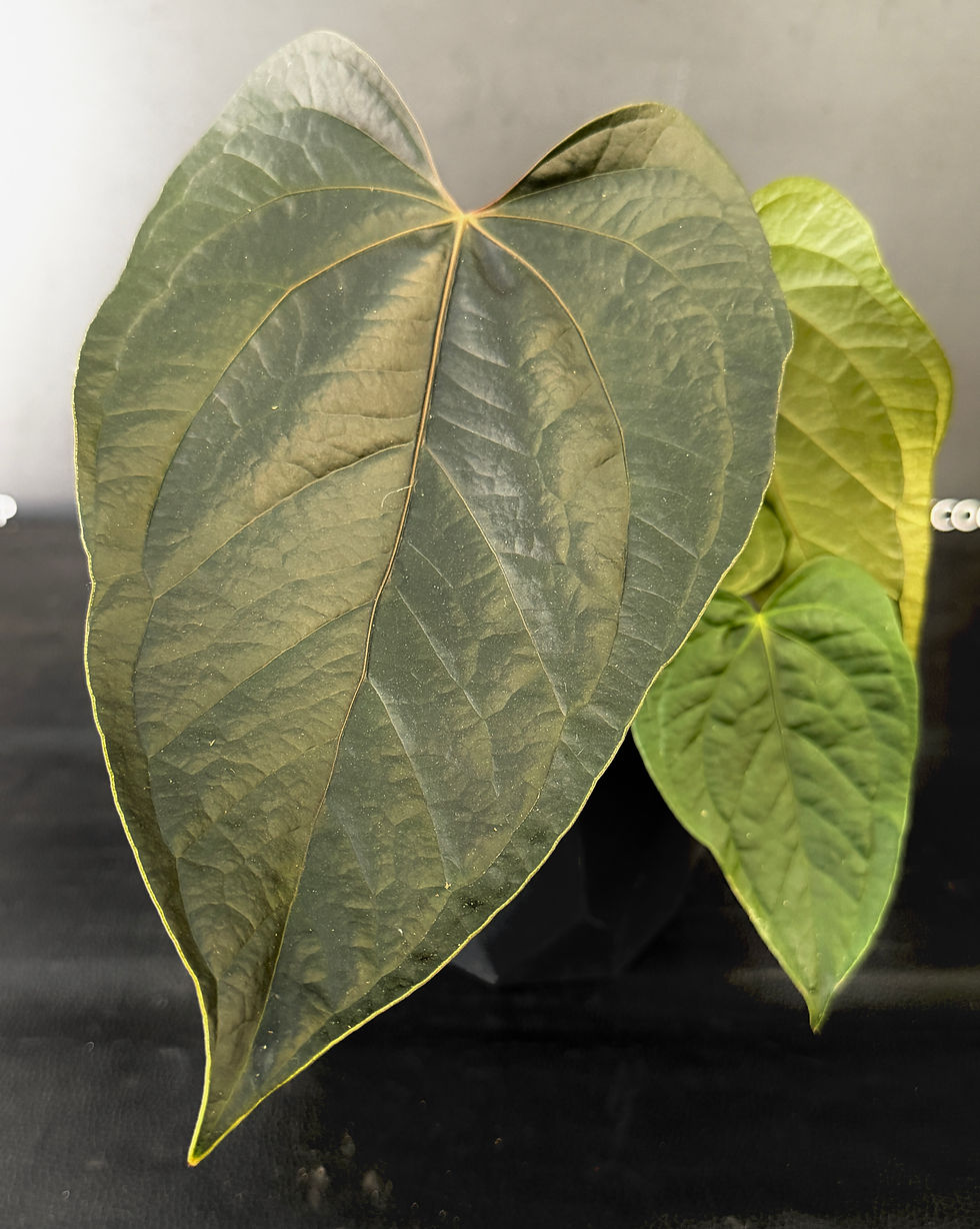 Miniatura: ANTHURIUM QUEEN OF HEARTS