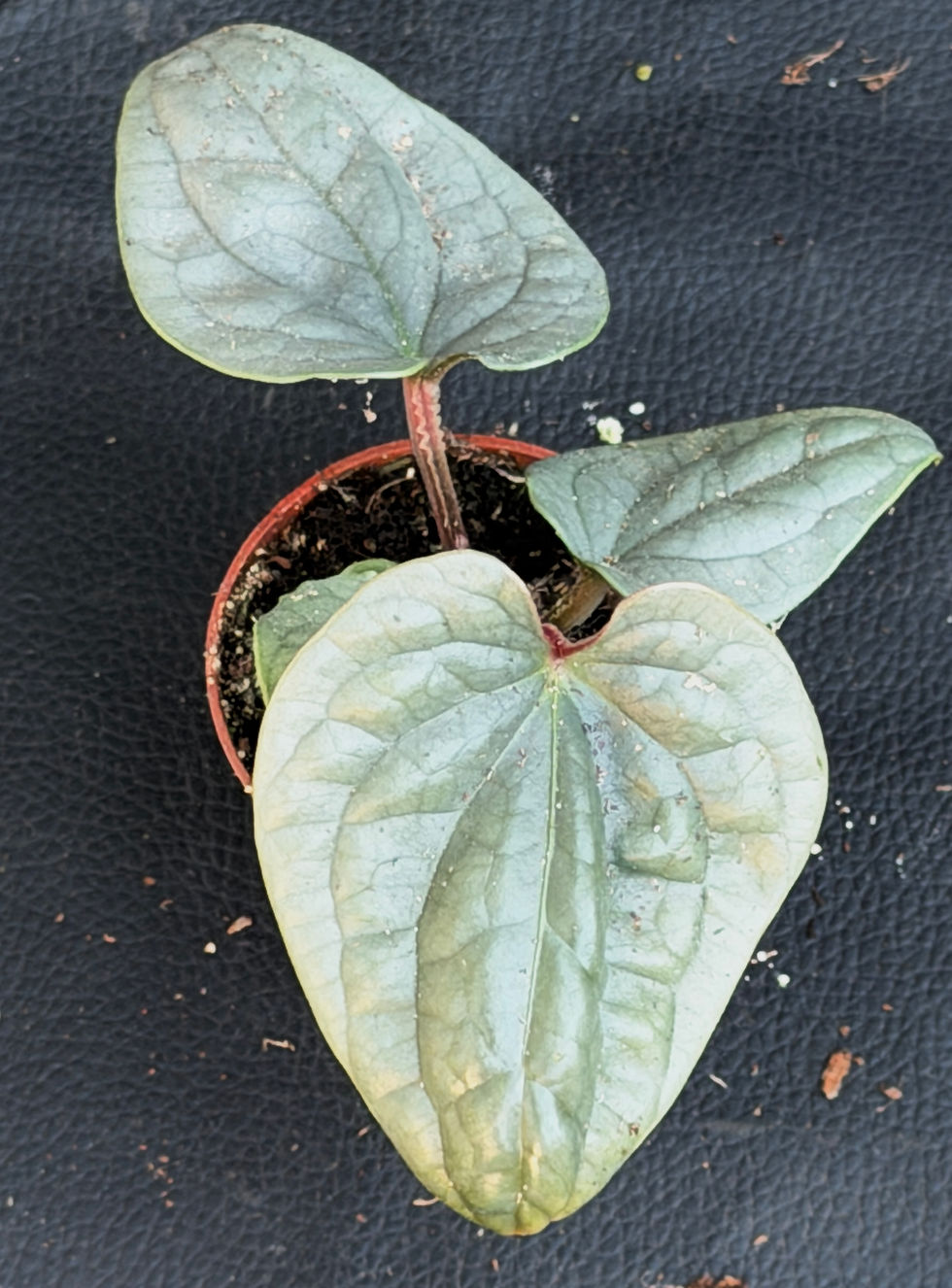 Miniatura: ANTHURIUM LUXURIANS BABY