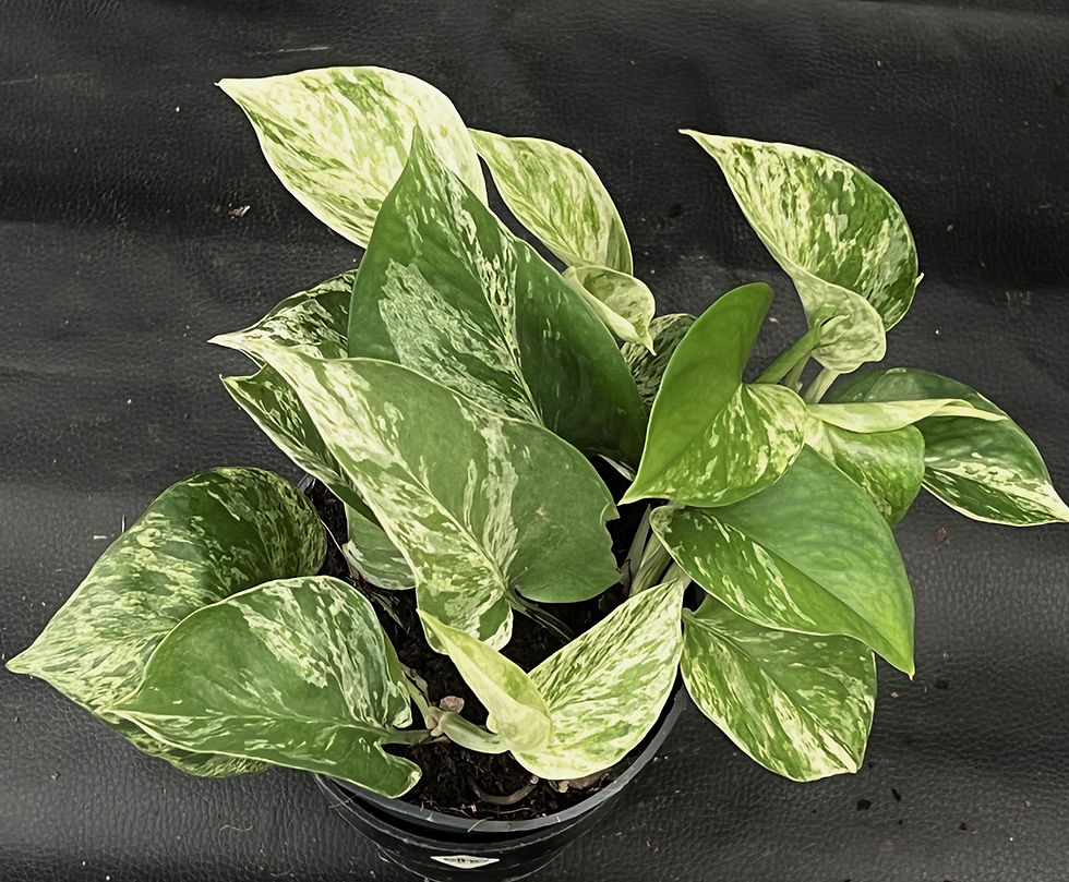 Miniatura: EPIPREMNUM MARBLE QUEEN