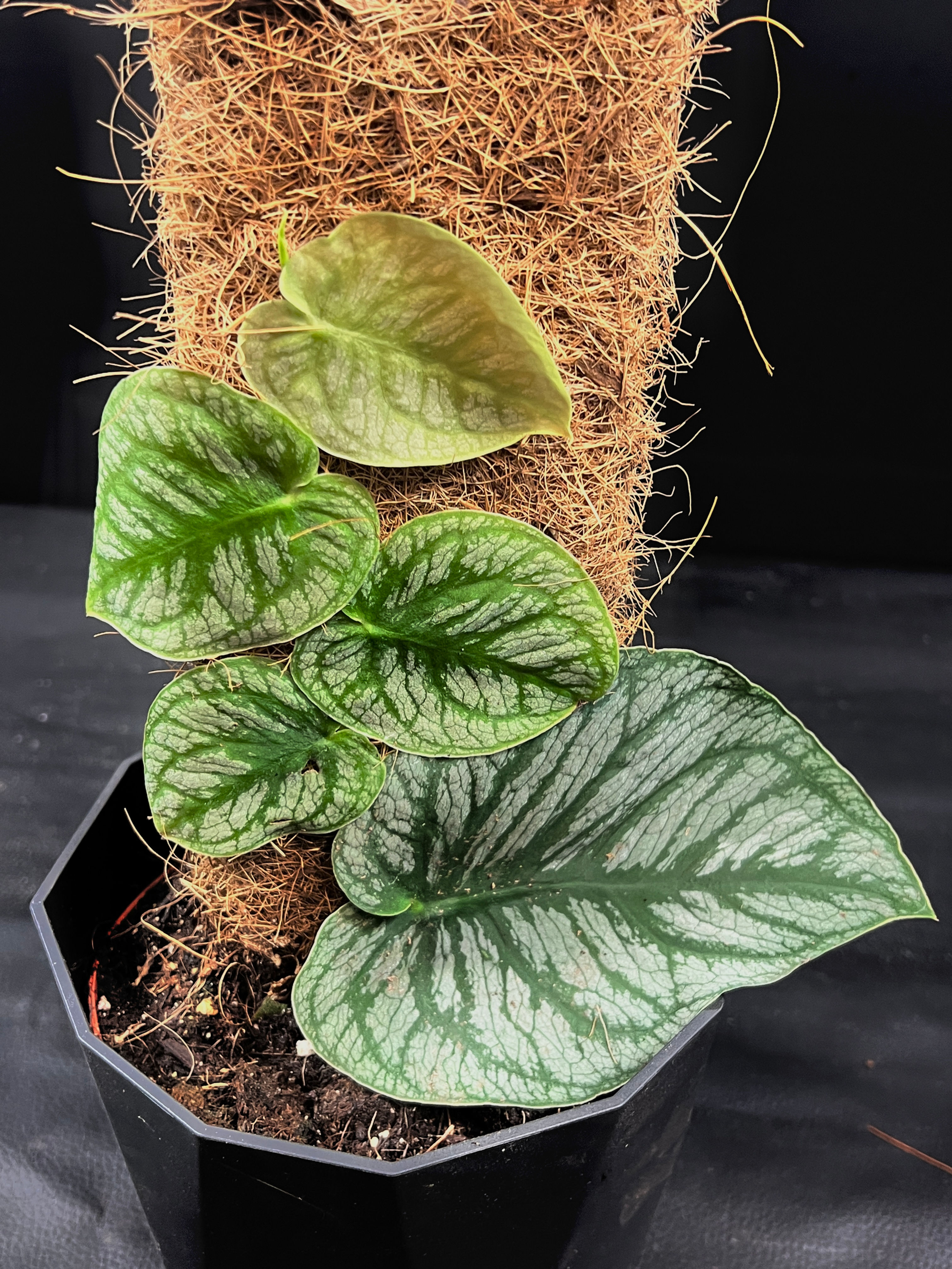 MONSTERA DUBIA LARGE 2