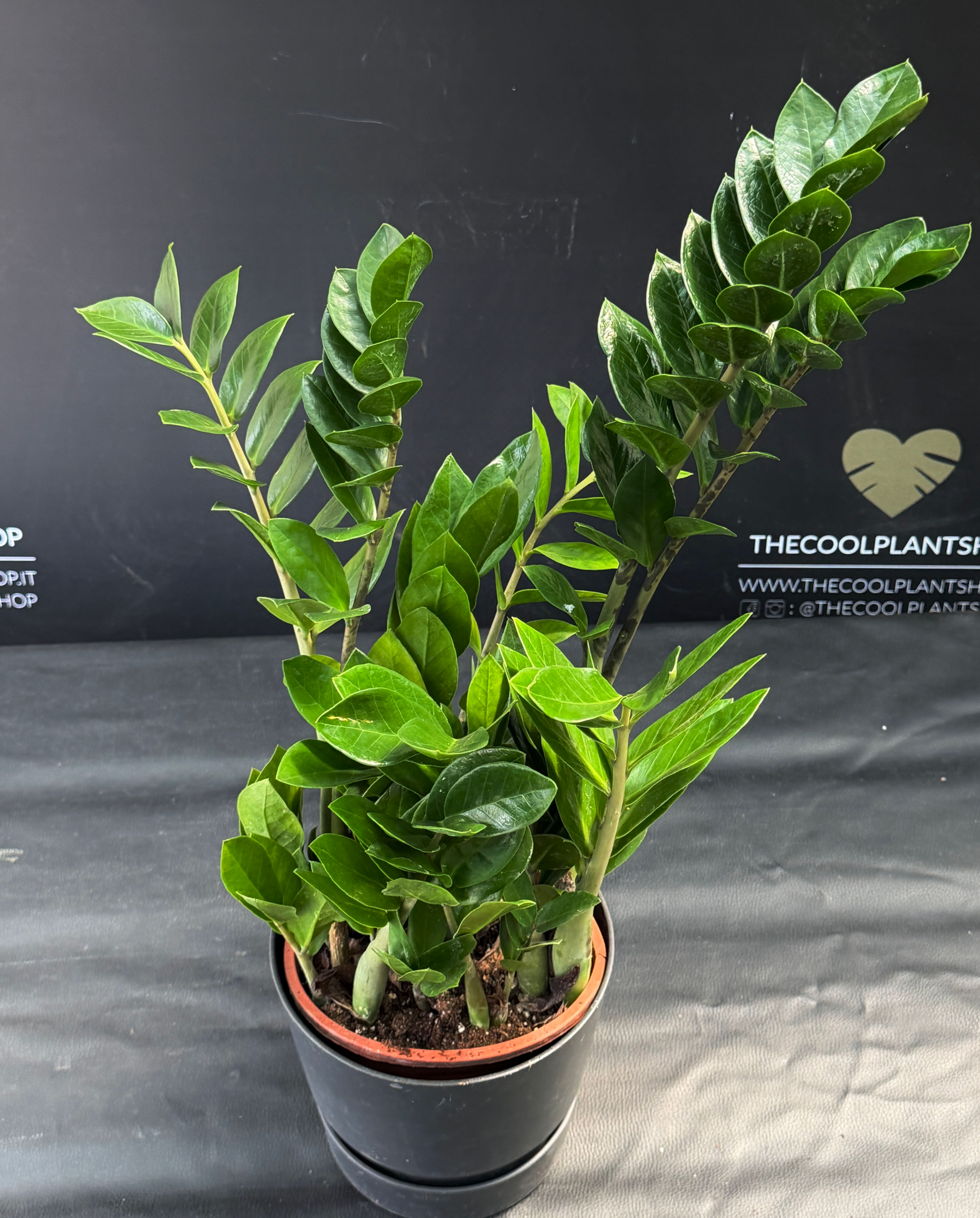 ZAMIOCULCAS ZAMIIFOLIA XL