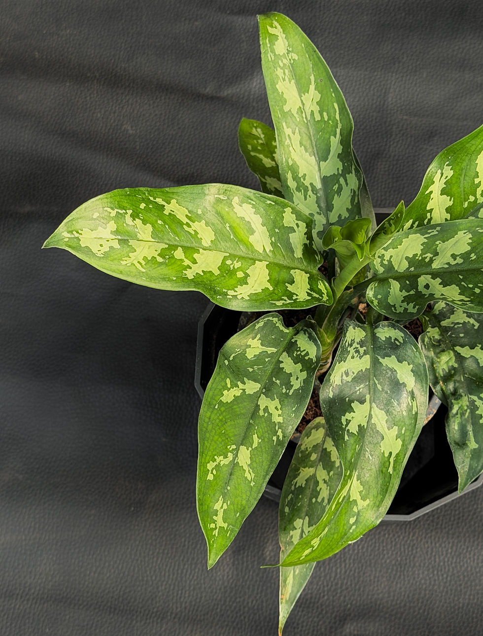 Miniatura: AGLAONEMA MARIA