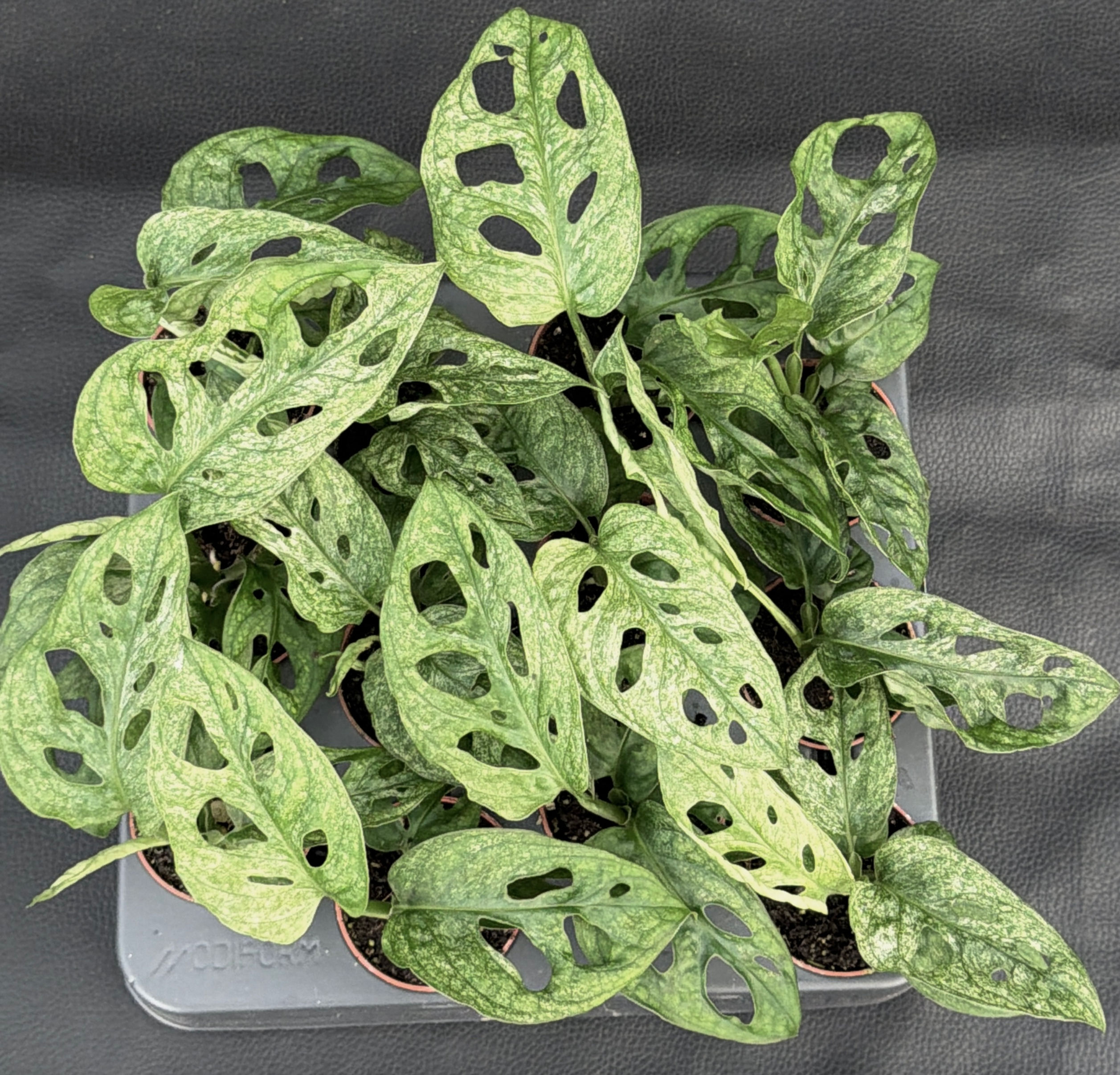 MONSTERA ADANSONII MINT BABY