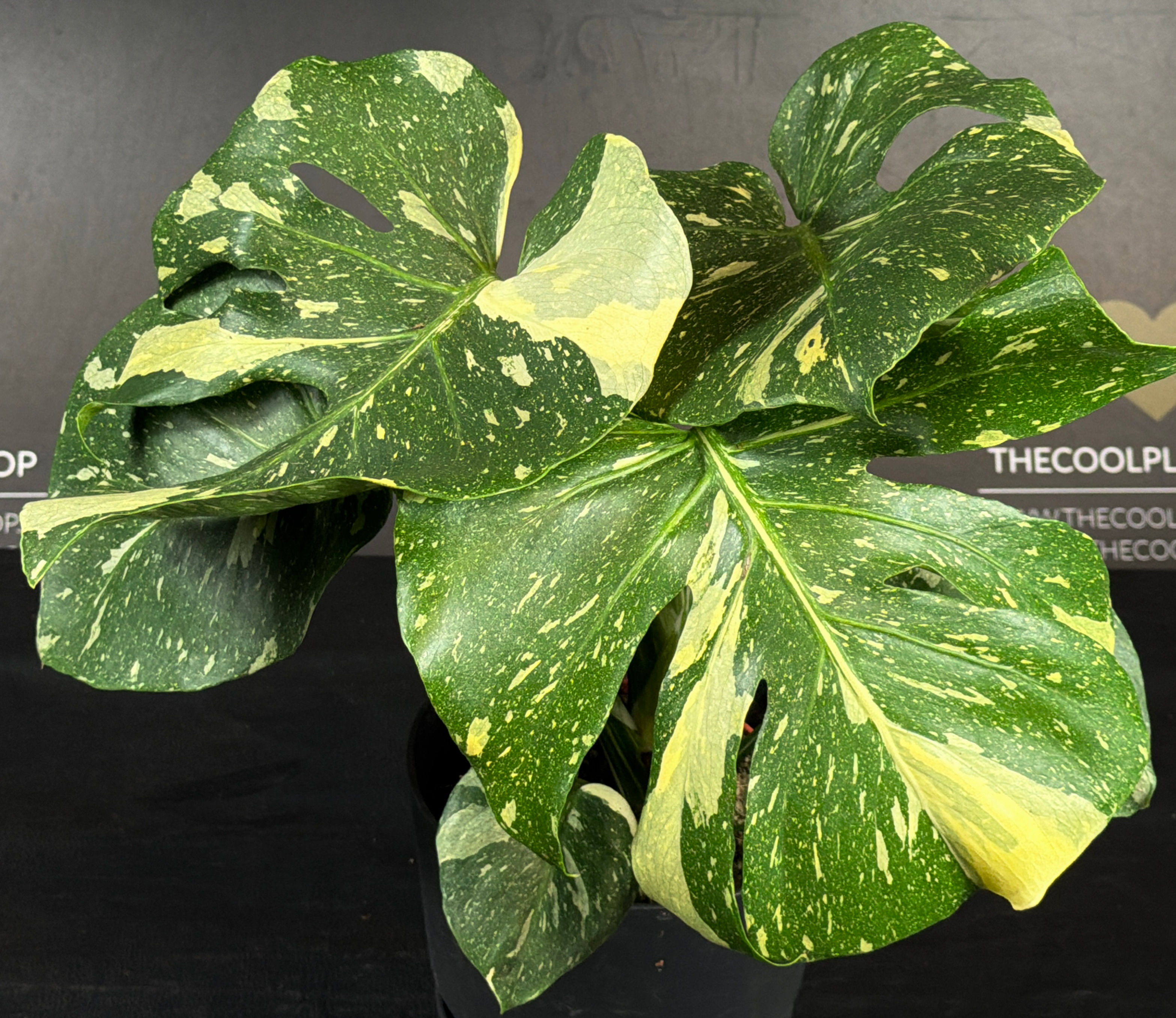 MONSTERA THAI CONSTELLATION LARGE K1