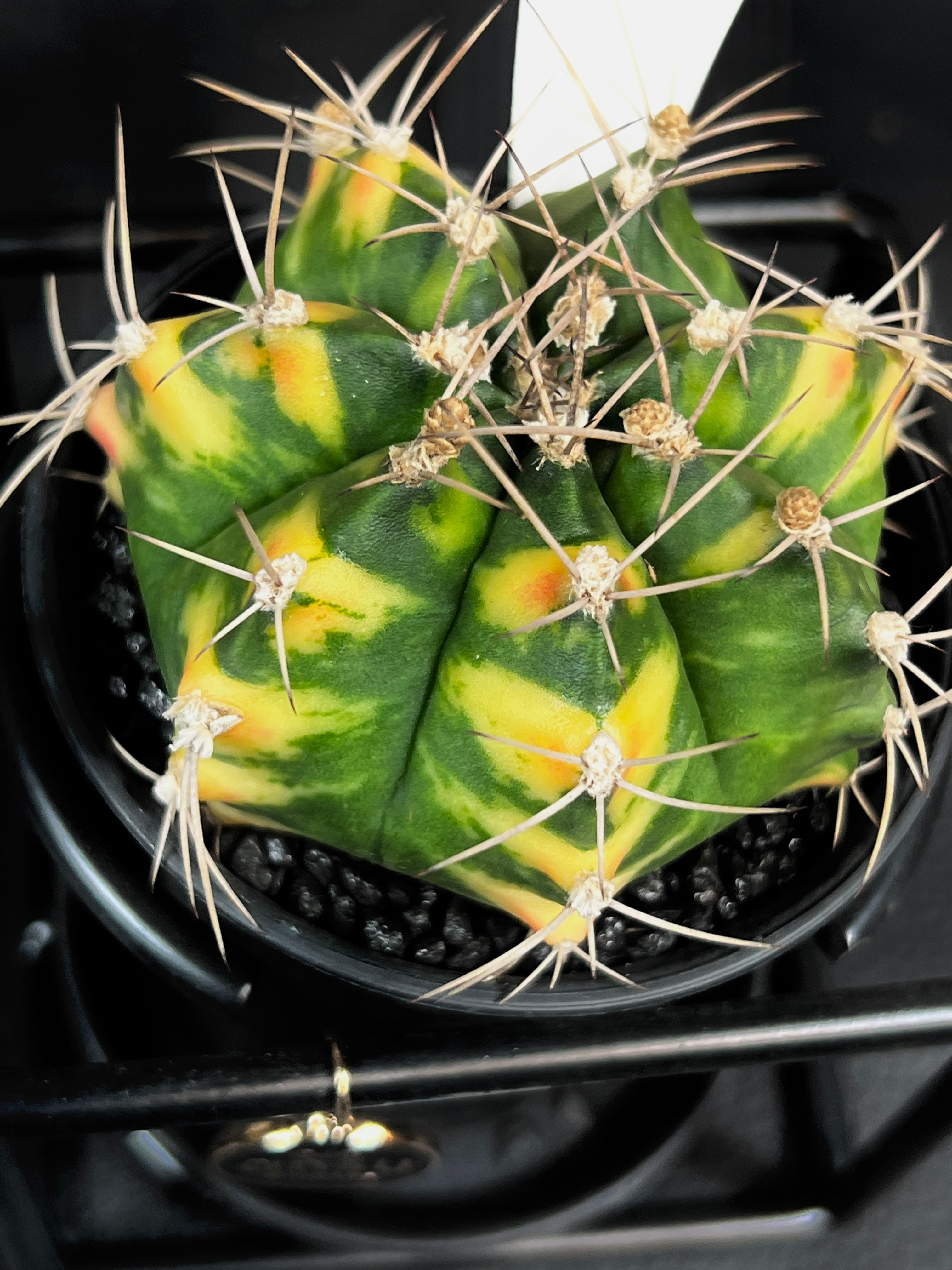 GYMNOCALYCIUM MIHANOVICHII VARIEGATED IN DESIGN FRAME K5