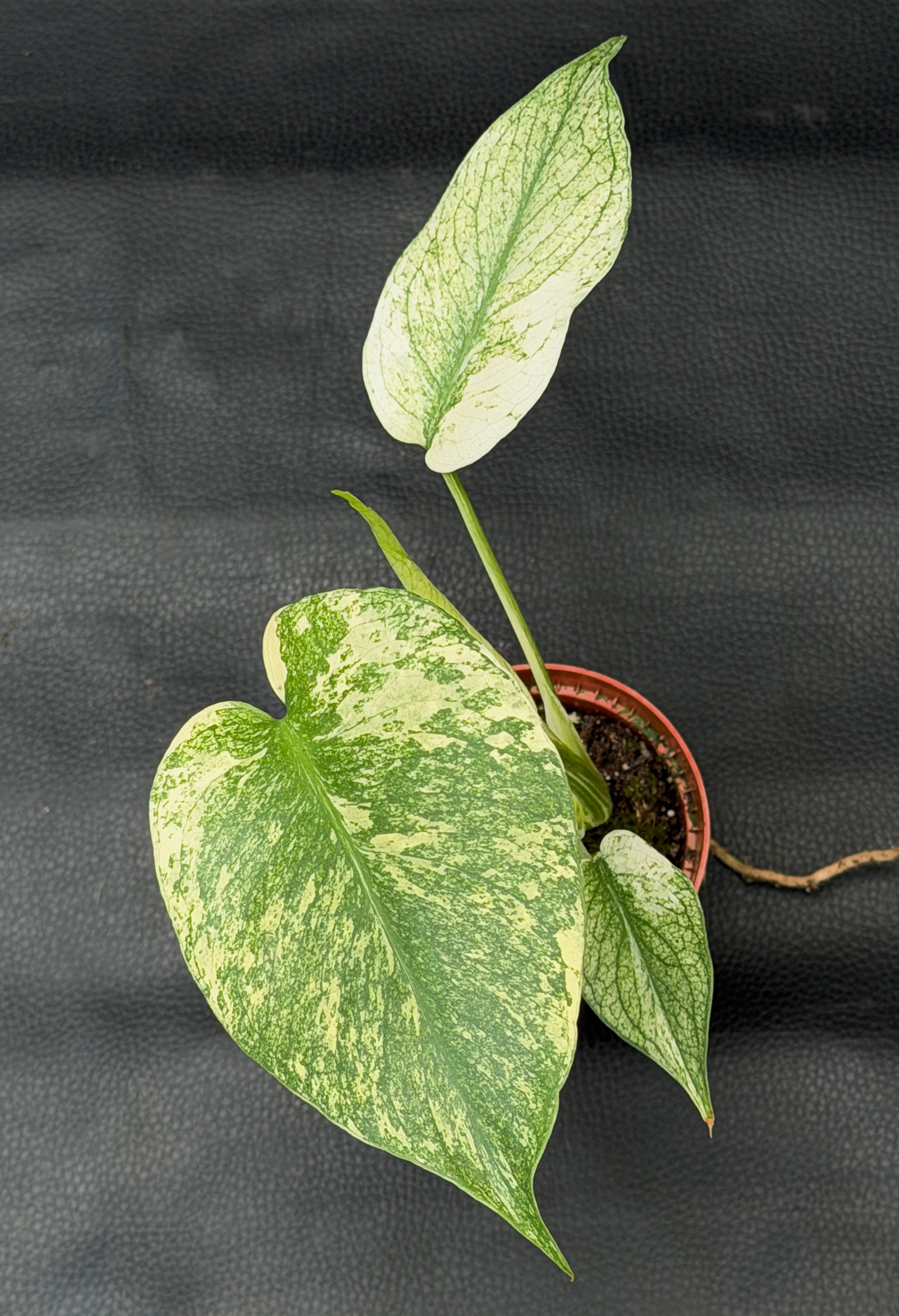 MONSTERA MINT SMALL 3