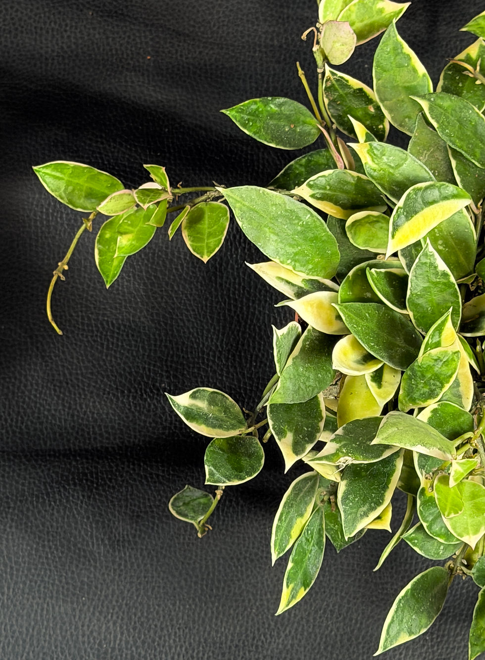 Miniatura: HOYA LACUNOSA ASAMI 2