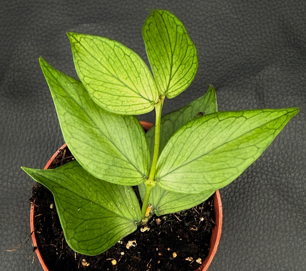 Miniatura: HOYA POLYNEURA SMALL