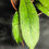 Miniatura: HOYA CLEMENSIORUM DARK LEAF