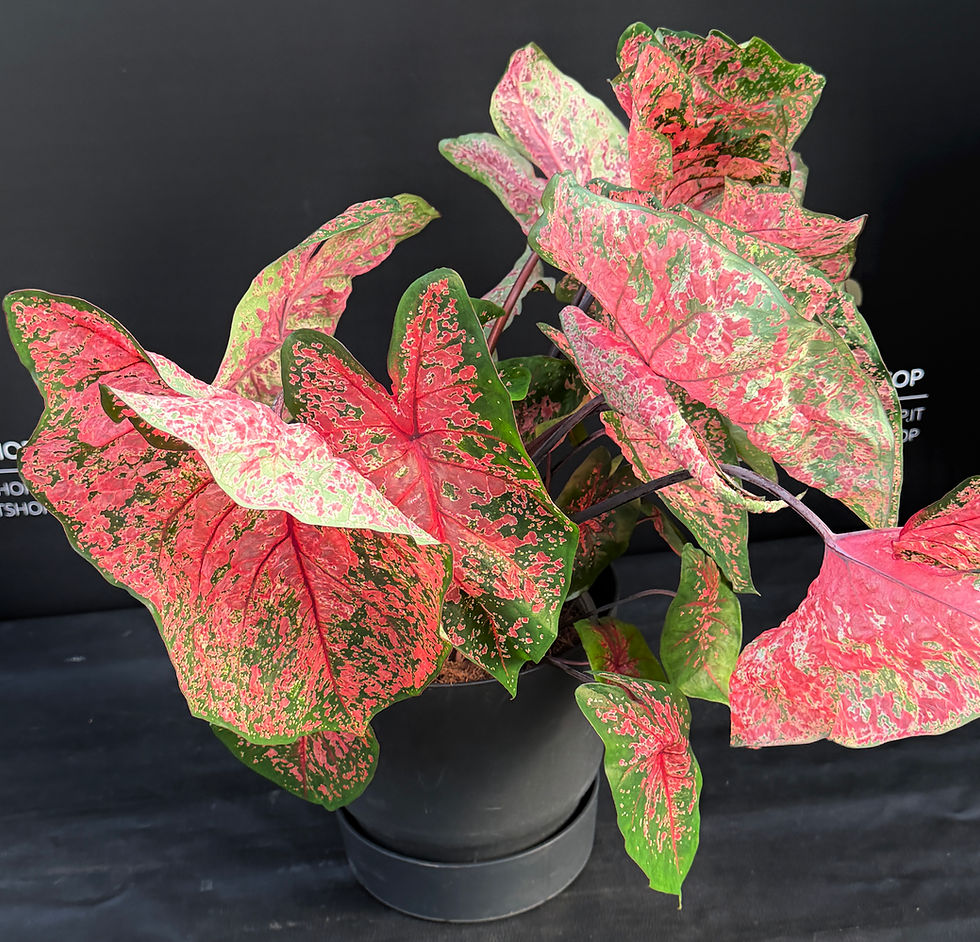 Miniatura: CALADIUM LAVA GLOW XL