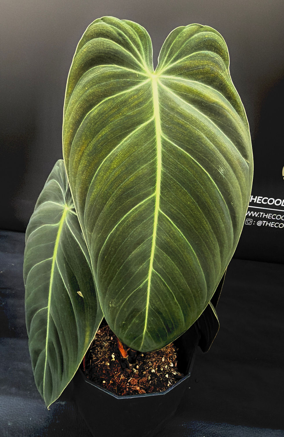 Miniatura: PHILODENDRON MELANOCRYSUM