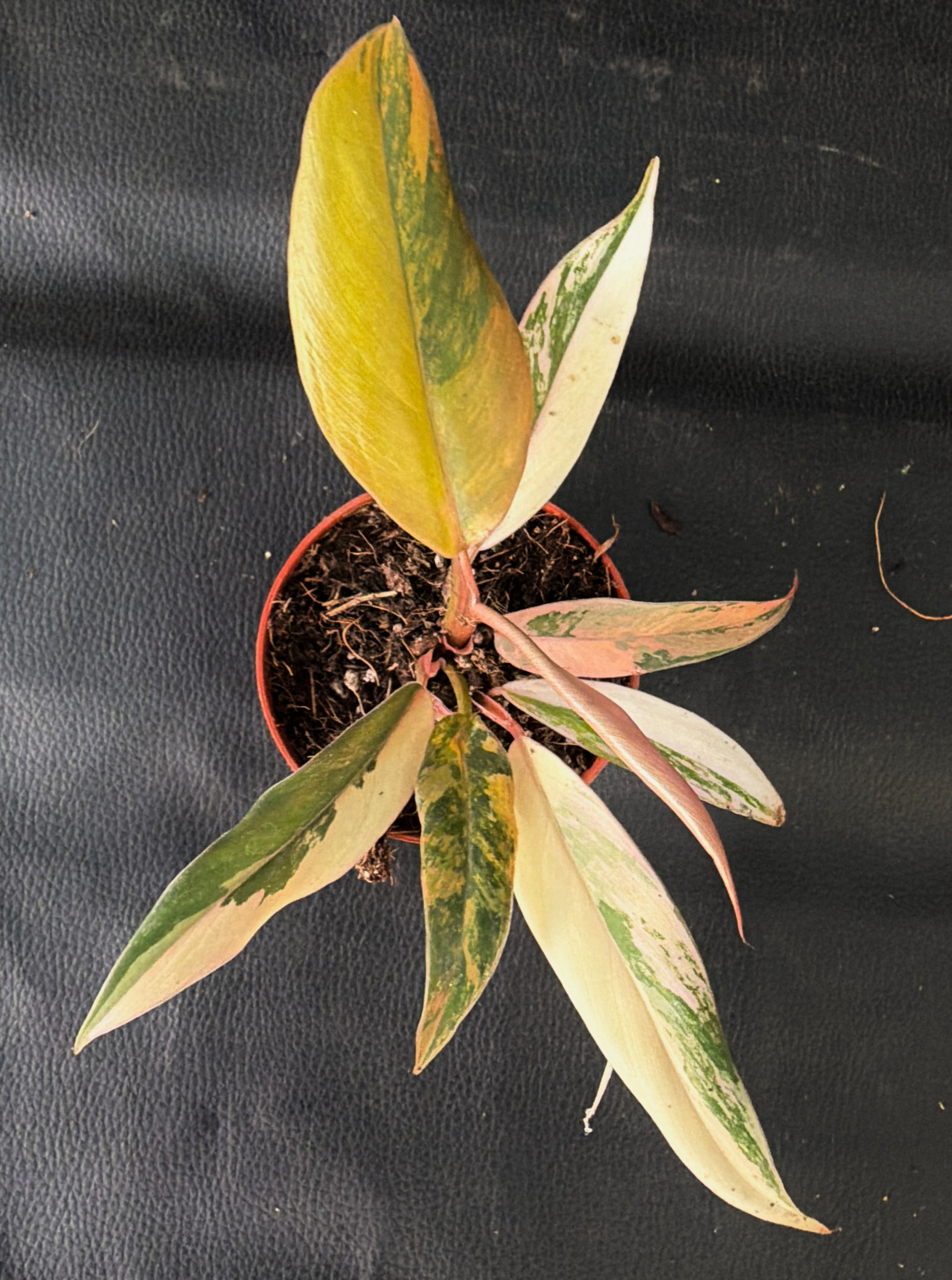 PHILODENDRON CARAMEL MARBLE SMALL K1