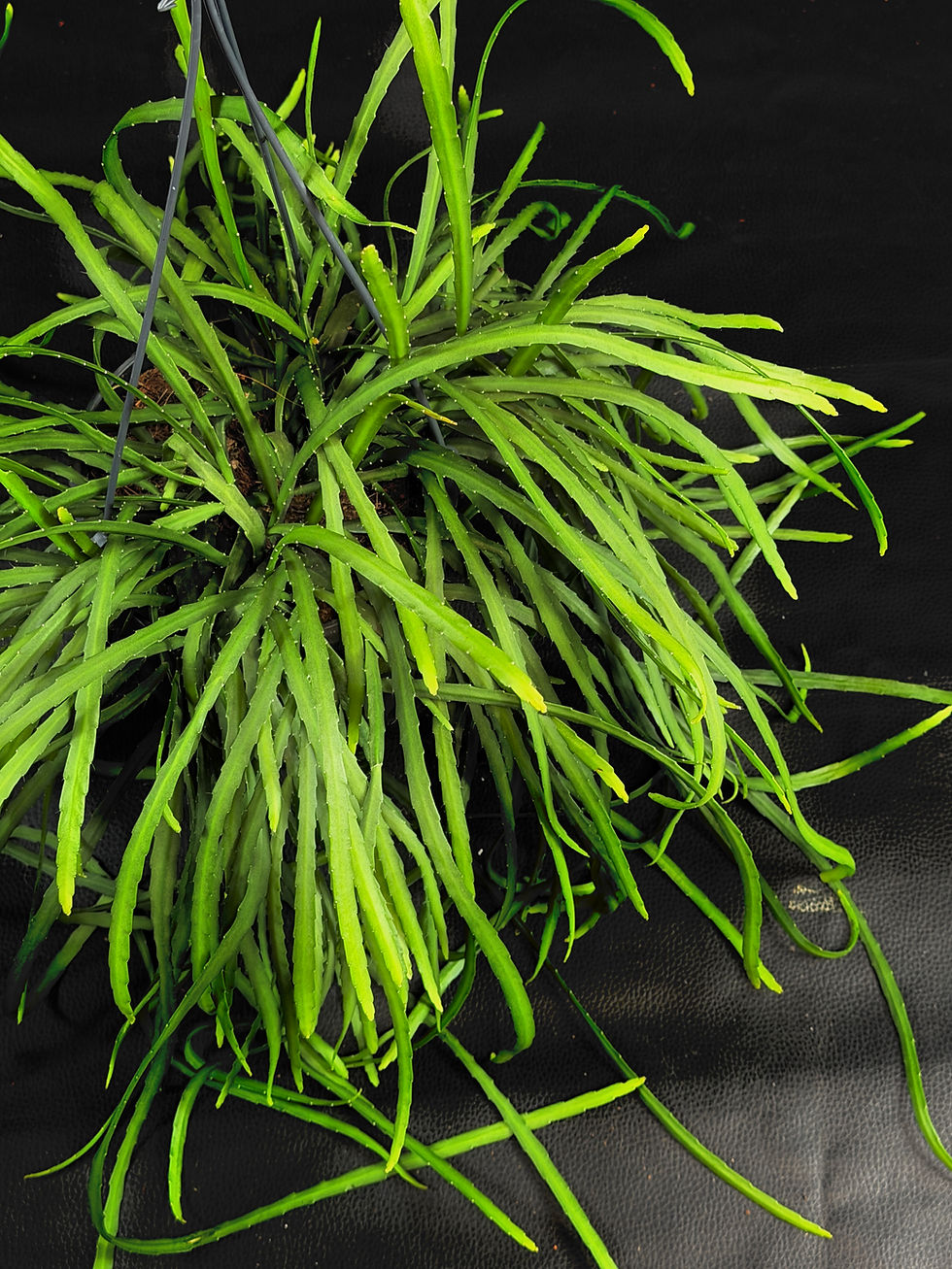 Miniatura: LEPISMIUM BOLIVIANUM LARGE BASKET