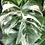 Miniatura: MONSTERA ALBO VARIEGATA SUPER WHITE GIANT J4