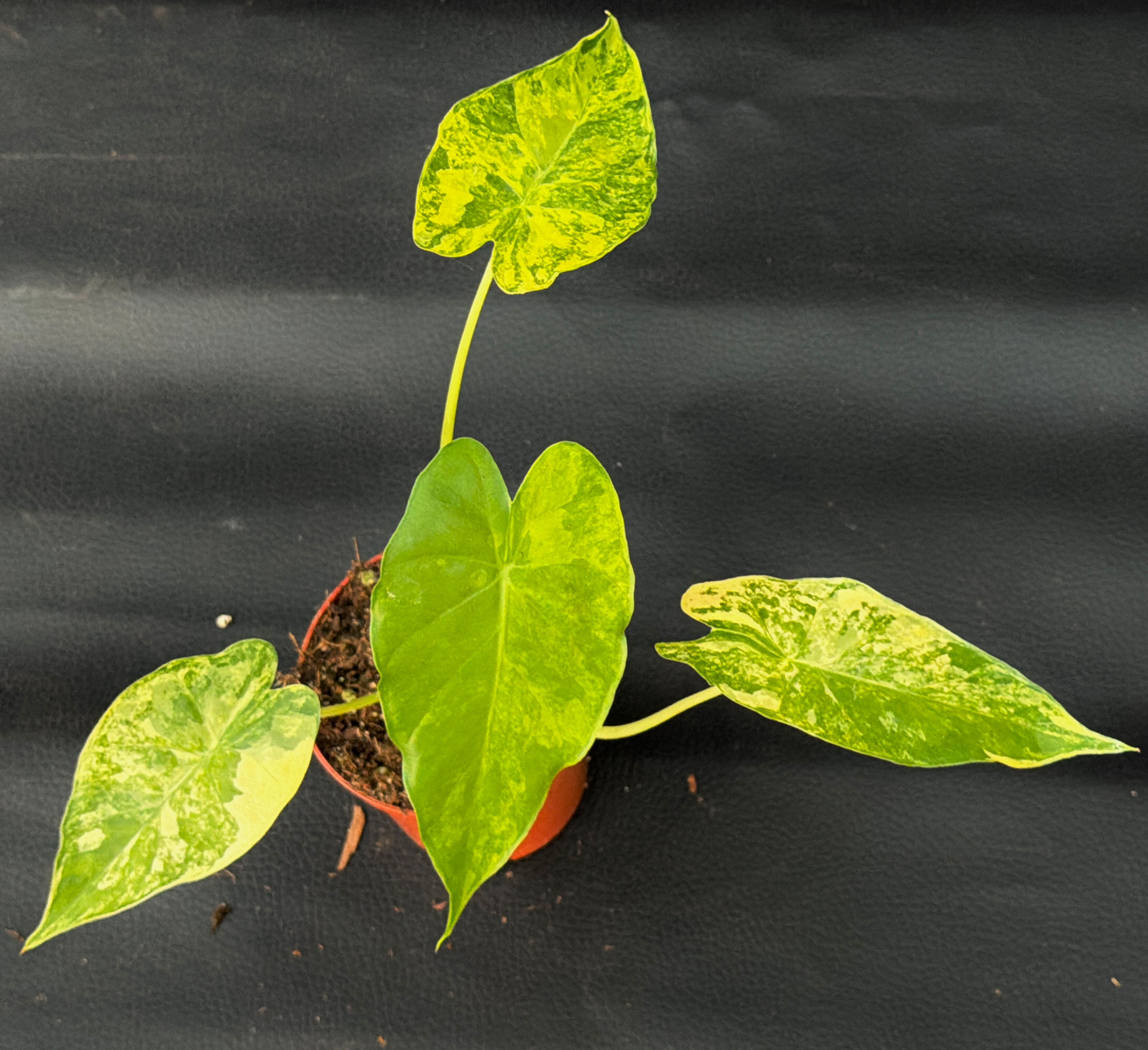 ALOCASIA GAGEANA AUREA SMALL C2