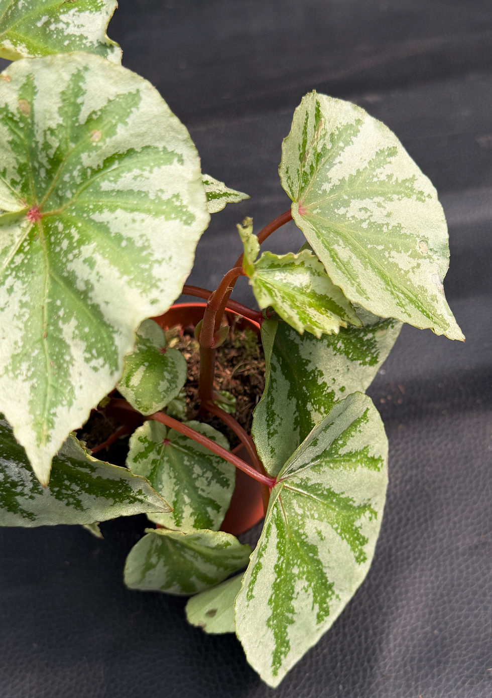 Miniaturbild: BEGONIA TEMUYUK SILVER
