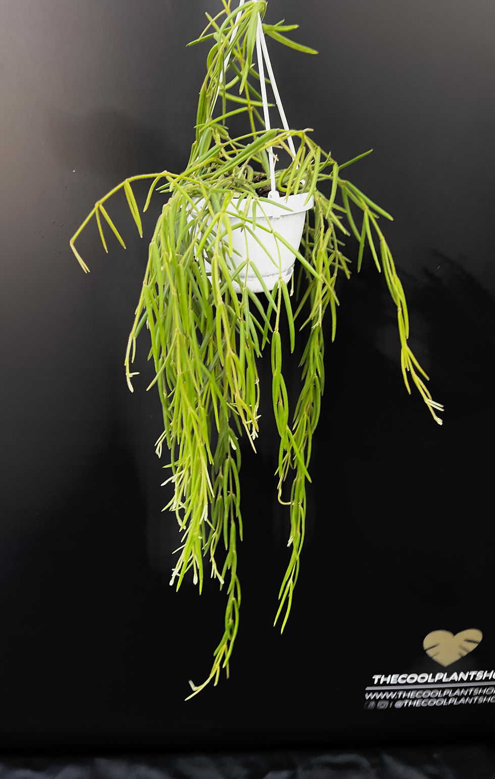 Thumbnail: HOYA LINEARIS LARGE BASKET