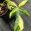 Miniatura: PHILODENDRON FLORIDA BEAUTY LARGE 3