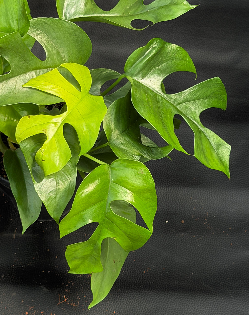 Miniatura: MONSTERA MINIMA