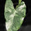 Miniatura: ALOCASIA MACRORRHIZA VARIEGATA LARGE 2