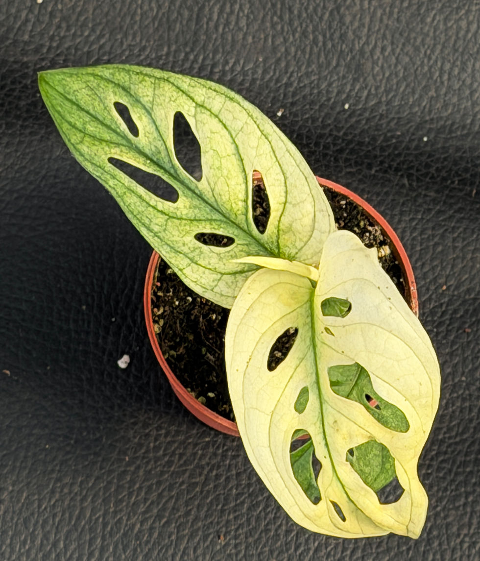 Miniaturbild: MONSTERA ADANSONII VARIEGATED  BABY