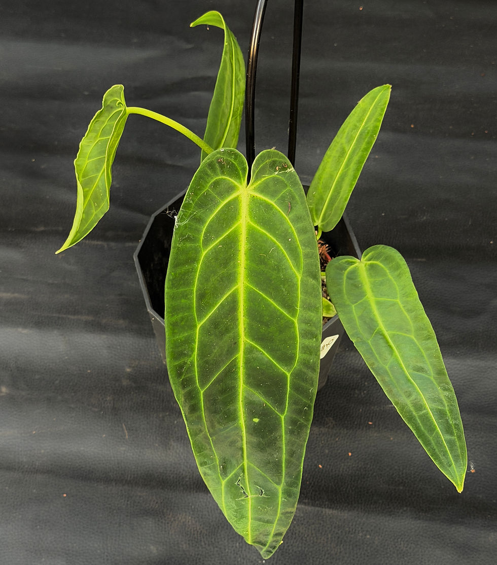Miniatura: ANTHURIUM WAROCQUEANUM