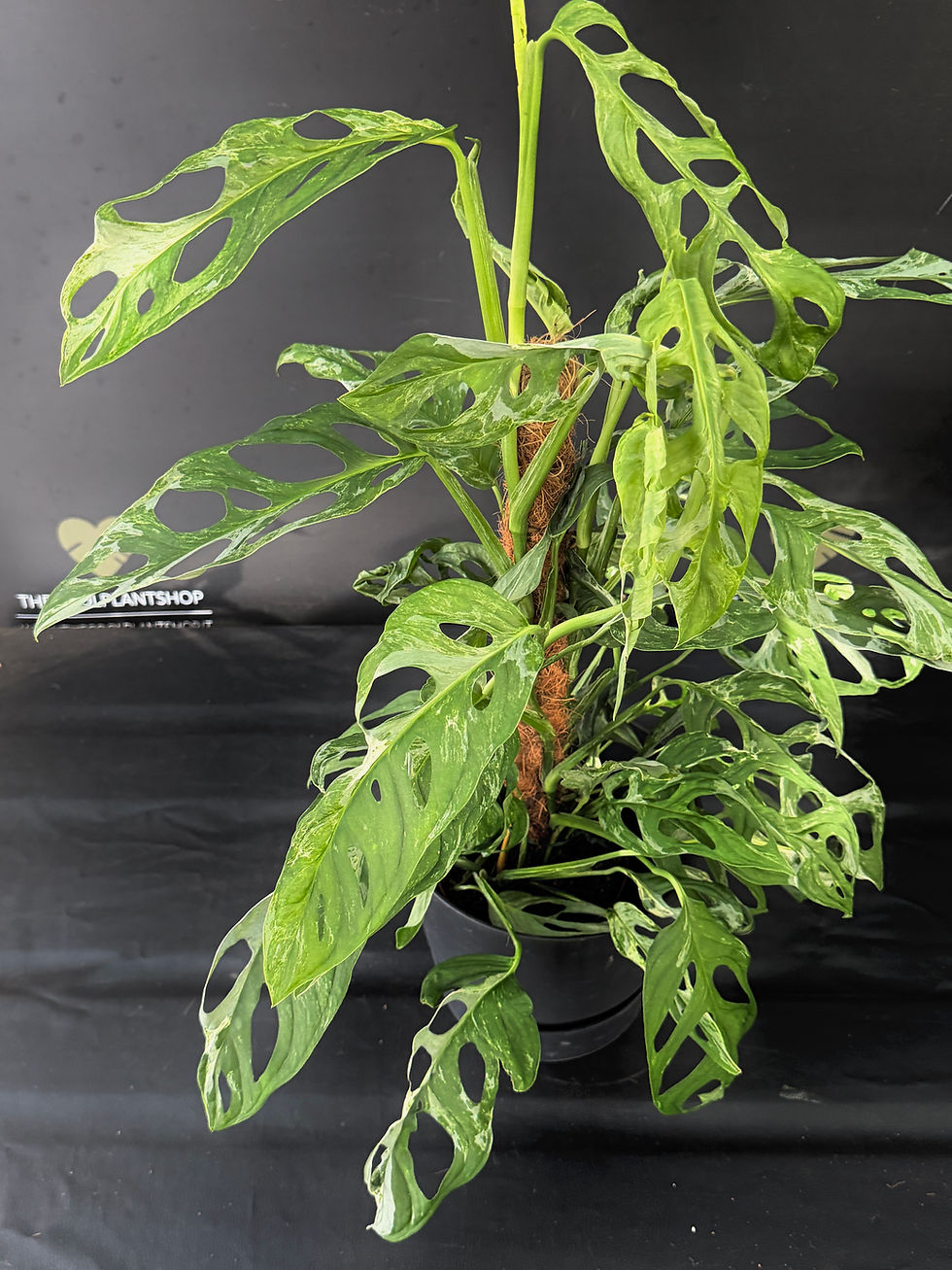 Miniatura: MONSTERA INDONESIAN MARBLE XL1