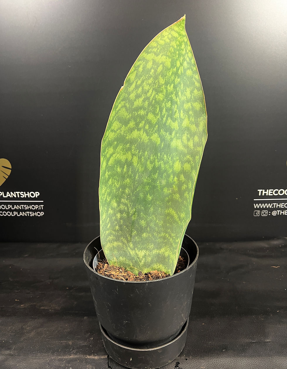 Miniature : SANSEVERIA WHALEFIN XL
