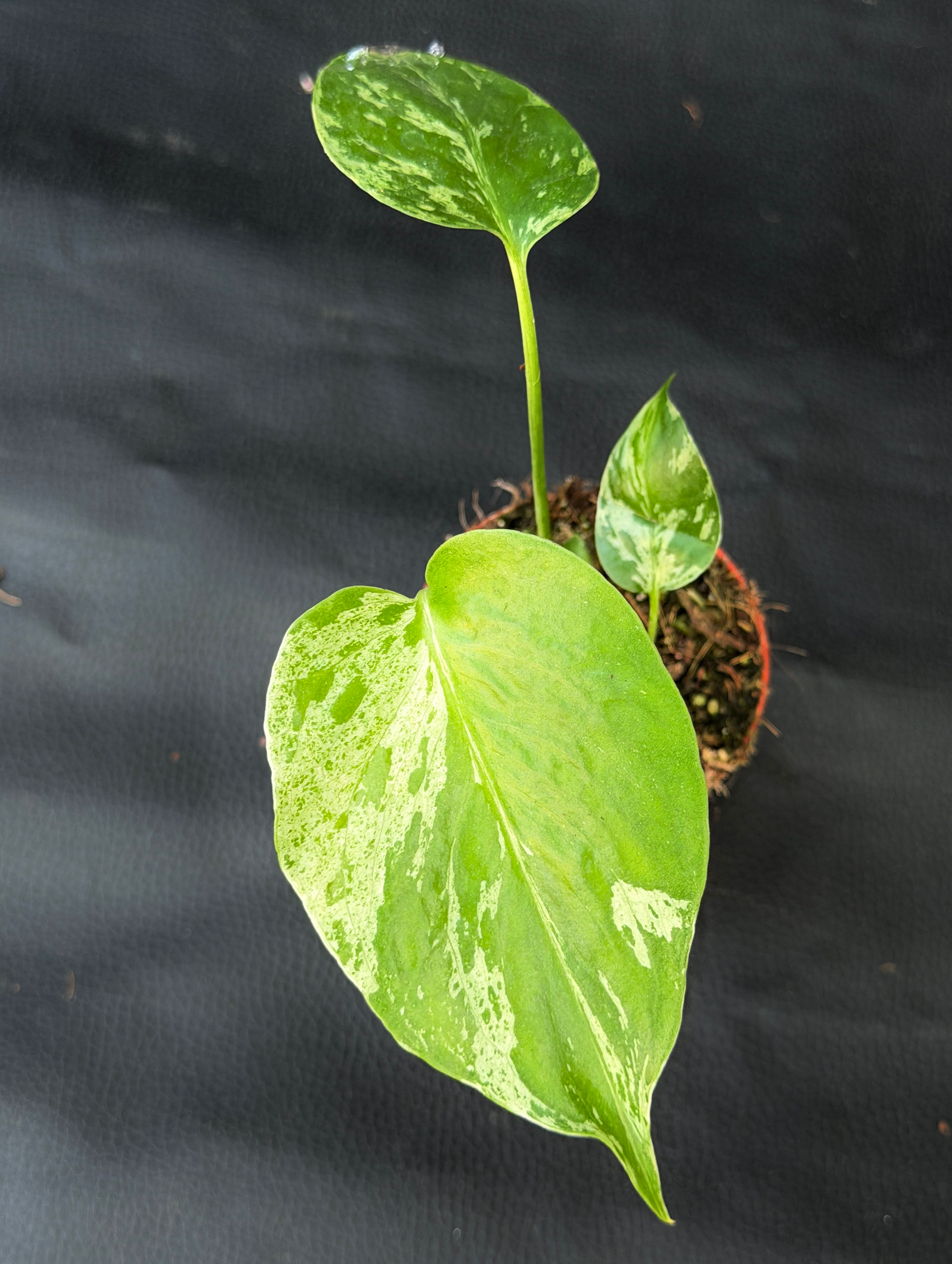MONSTERA BULBASAUR SMALL 6