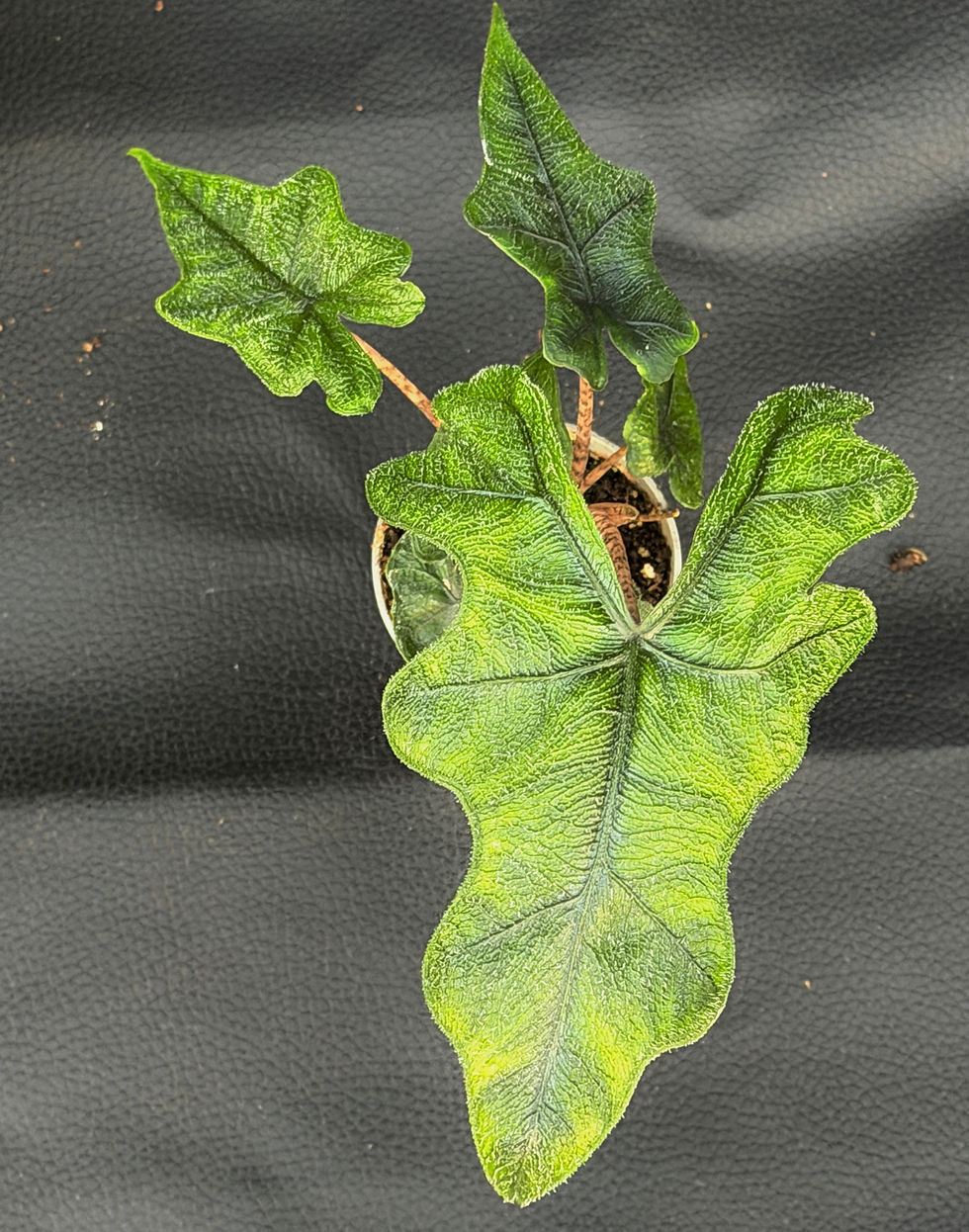 Miniatura: ALOCASIA JACKLYN BABY