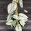 Miniatura: PHILODENDRON BRANDTIANUM LARGE
