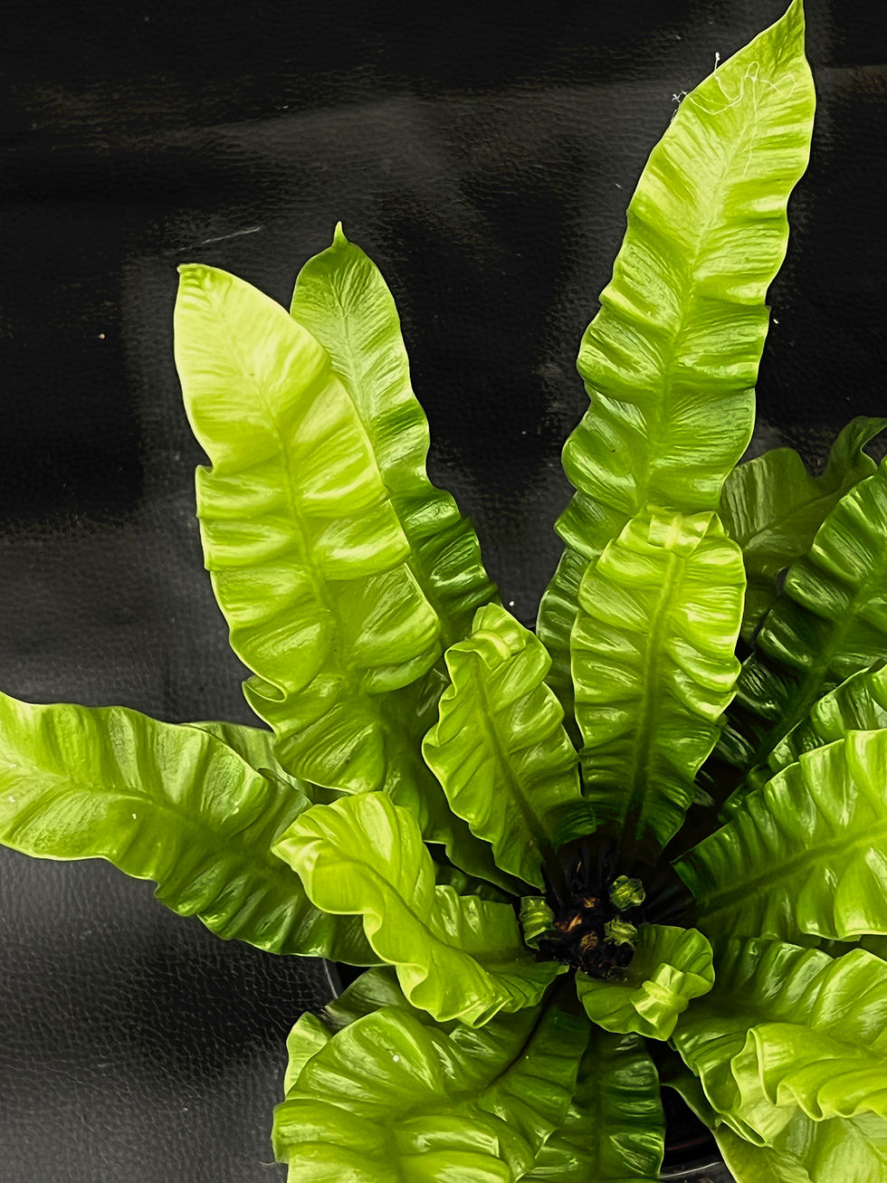 Miniatura: ASPLENIUM NIDUS CRISPY WAVE