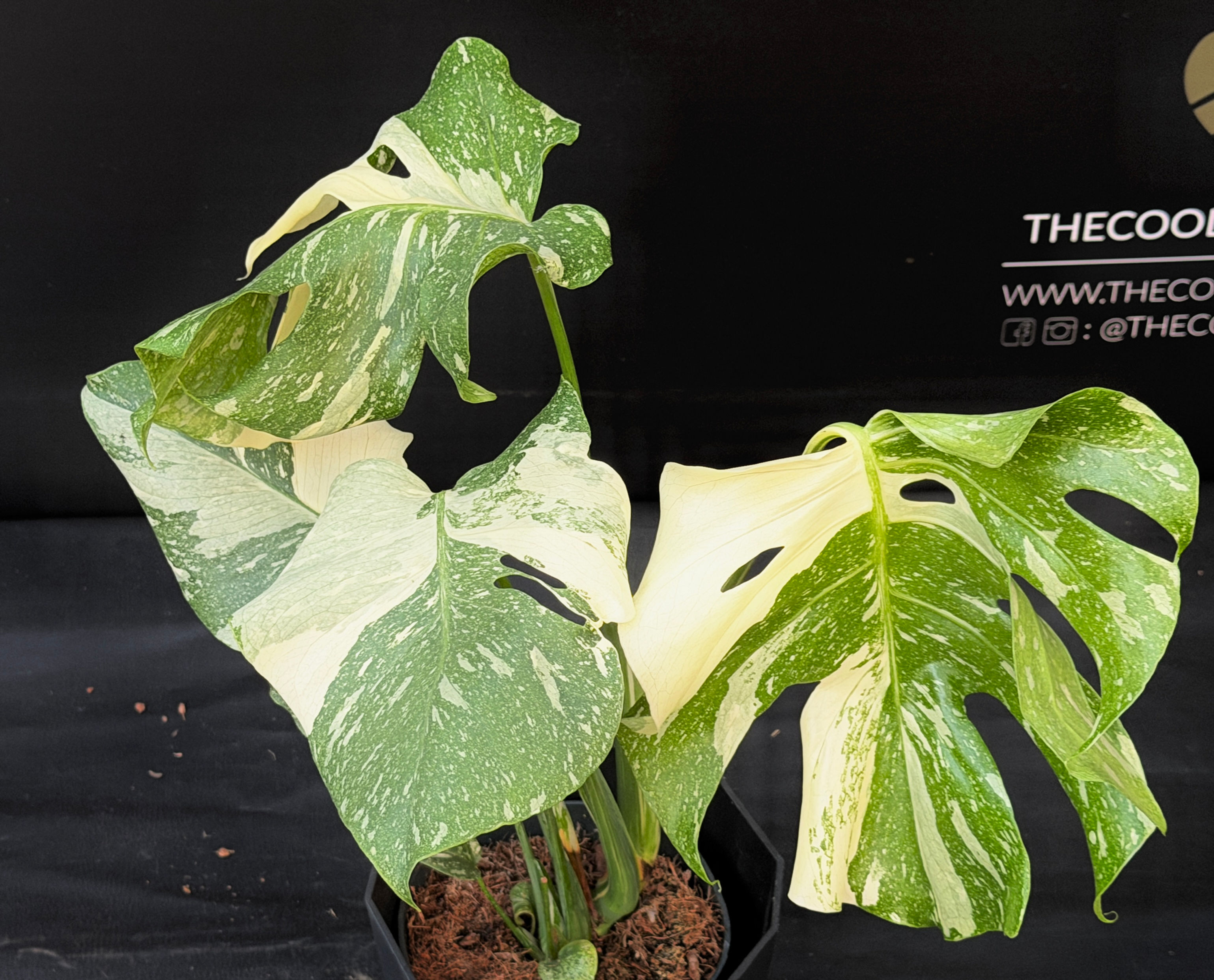 MONSTERA THAI CONSTELLATION 39