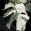 Miniature : MONSTERA ALBO VARIEGATA SUPER WHITE  XL1