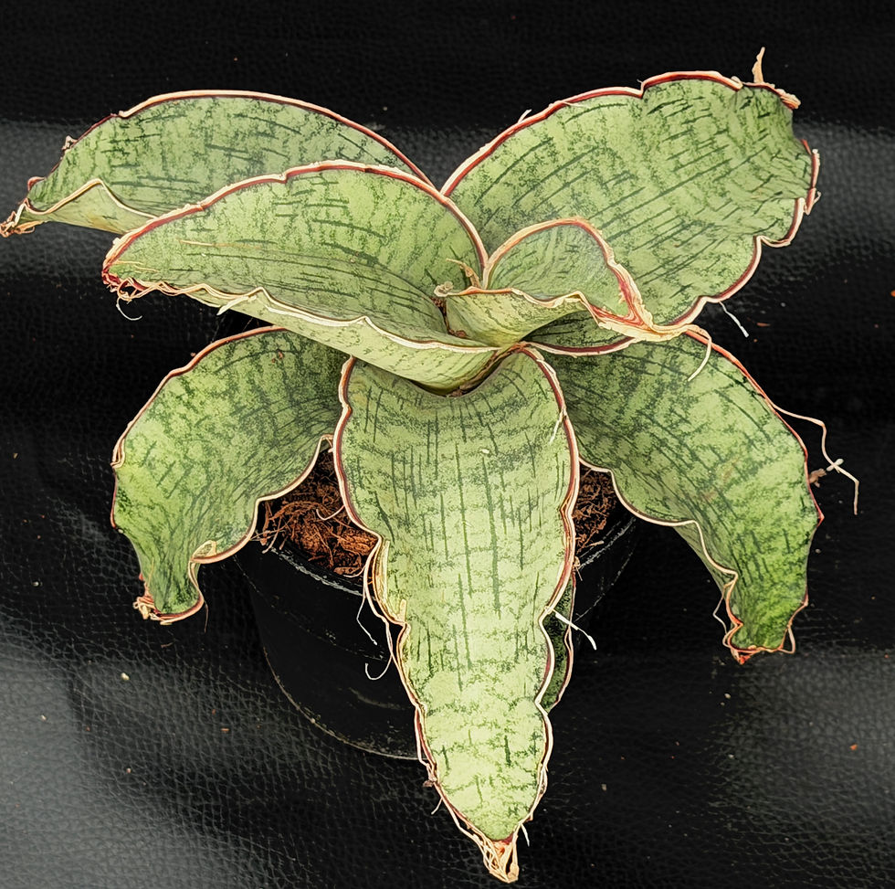 Miniatura: SANSEVERIA KIRKII SILVER BLUE