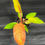 Thumbnail: PHILODENDRON PRINCE OF ORANGE